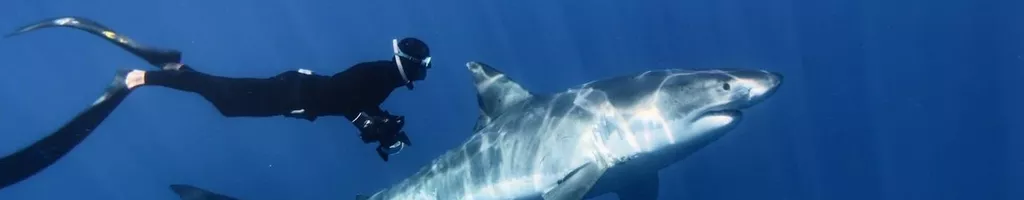 Great White Shark