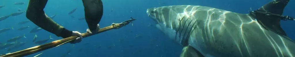 Great White Shark: Beyond the Cage of Fear