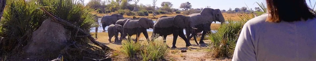 Nos Bastidores de Elefante