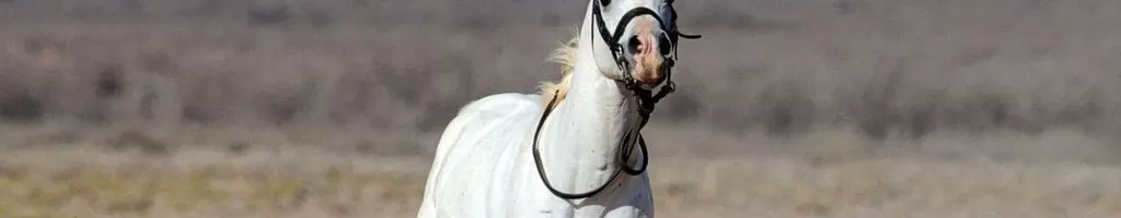 Tornado and the Kalahari Horse Whisperer