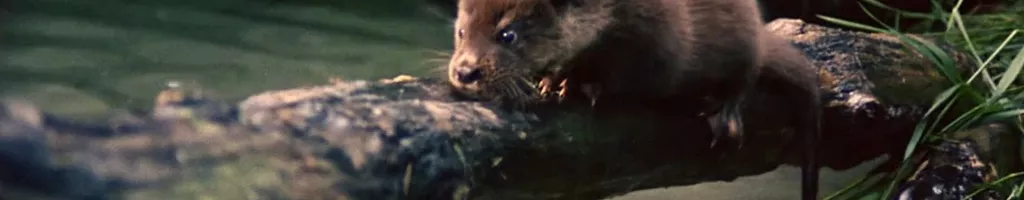 Tarka the Otter