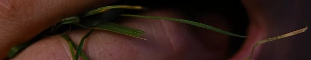 O Morro dos Ventos Uivantes