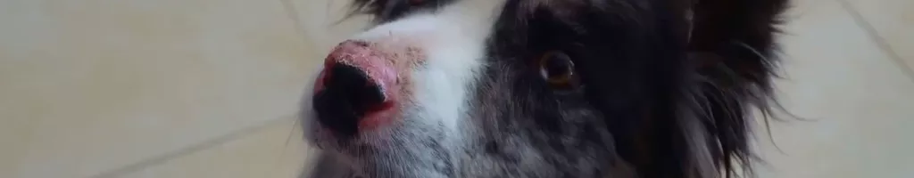Día de perros