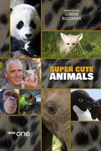 BBC - Animais Super Fofos BBC - Animais Super Fofos