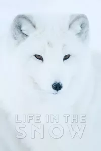 Life In The Snow Life In The Snow