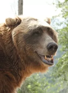 Foto de Bart the Bear Foto de Bart the Bear