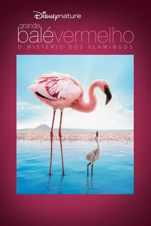 Grande Balé Vermelho: O Mistério dos Flamingos