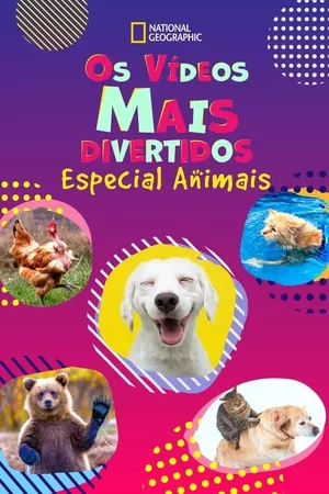 Os Vídeos Mais Divertidos: Especial Animais