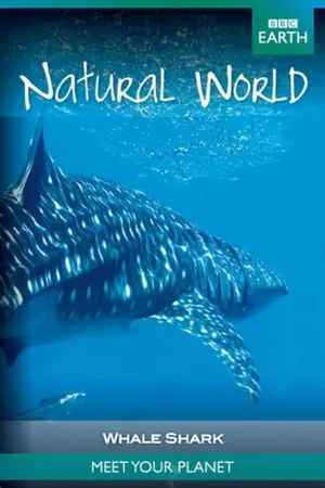 Whale Shark Whale Shark