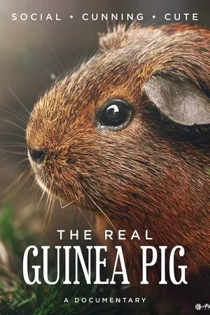 The Real Guinea Pig