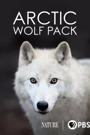 Nature: Arctic Wolf Pack