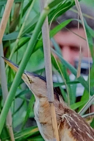 Alone Among Birds