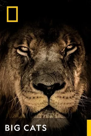 Big Cats