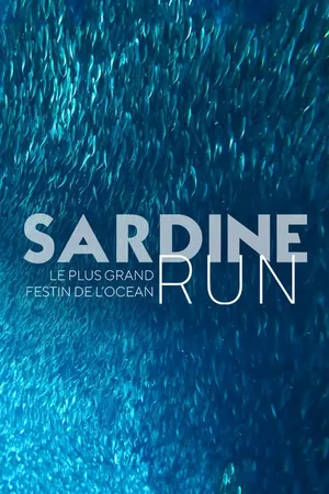 Sardine Run, le plus grand festin de l'océan