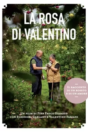 La rosa di Valentino