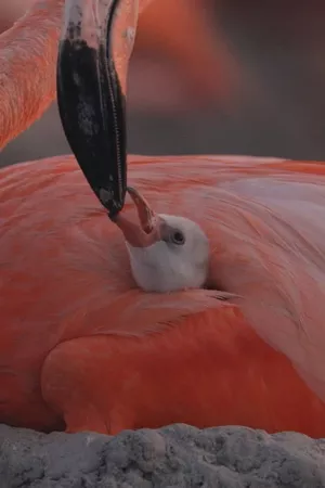 Flamingos: Life After the Meteorite Flamingos: Life After the Meteorite