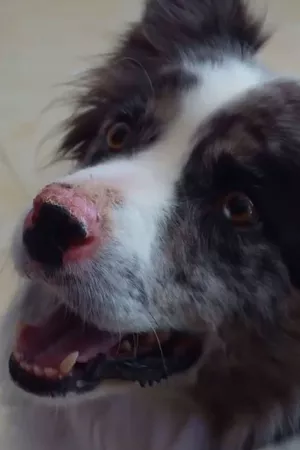 Día de perros Día de perros